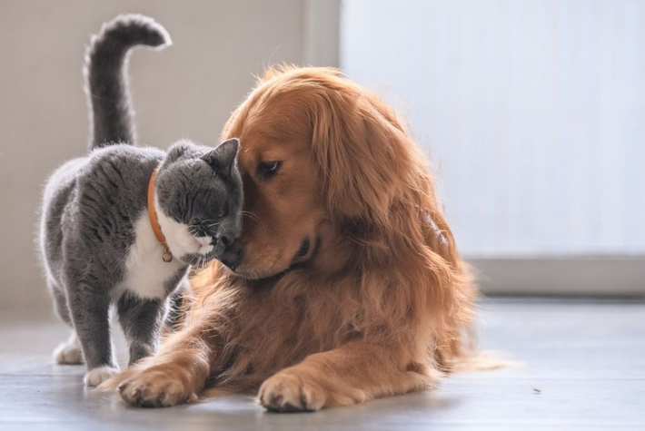 Ξεκαρδιστικό βίντεο: Η επική μάχη ανάμεσα σε έναν σκύλο και μια γάτα