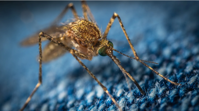 Ο λόγος που μας τσιμπάνε τα κουνούπια – Τι τα ελκύει περισσότερο