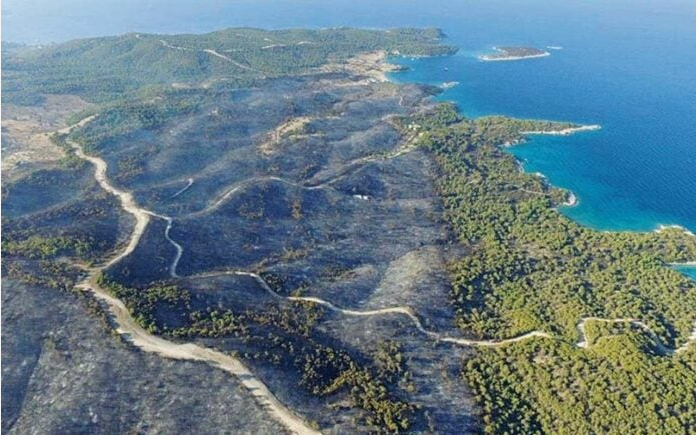Σκοτεινές μεθοδεύσεις για το δάσος της Κορακιάς στο Κρανίδι Αργολίδας