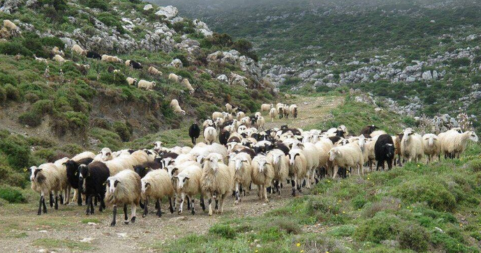 ΕΛΣΤΑΤ: Μείωση στο ζωικό κεφάλαιο και τις κτηνοτροφικές εκμεταλλεύσεις – Τα στοιχεία για την περίοδο 2020-2022