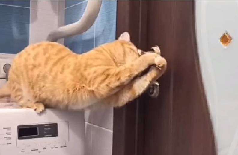 Γάτες «νίντζα» ανοίγουν πόρτες και παράθυρα – Επικό ΒΙΝΤΕΟ