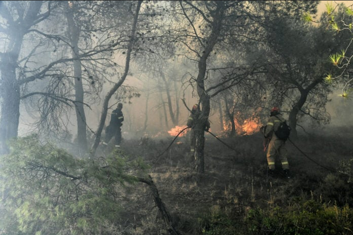 Η φύση που αντιστέκεται: Σπάνια είδη κατακτούν τις καμένες περιοχές