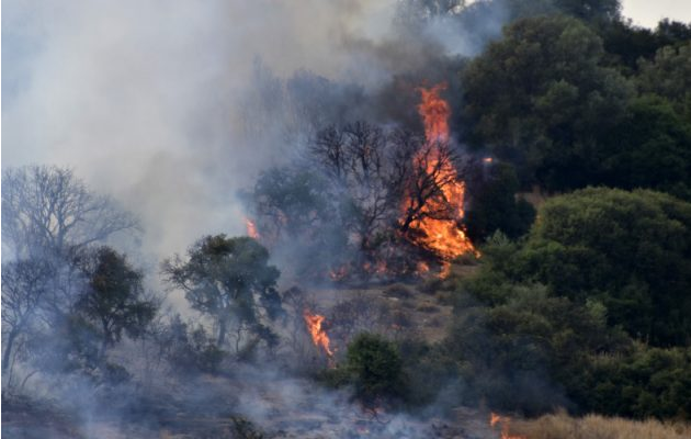 Καθηγητής οικολογίας: Εάν συνεχιστούν οι πυρκαγιές, στο τέλος του αιώνα η νότια Ελλάδα δεν θα έχει δάση