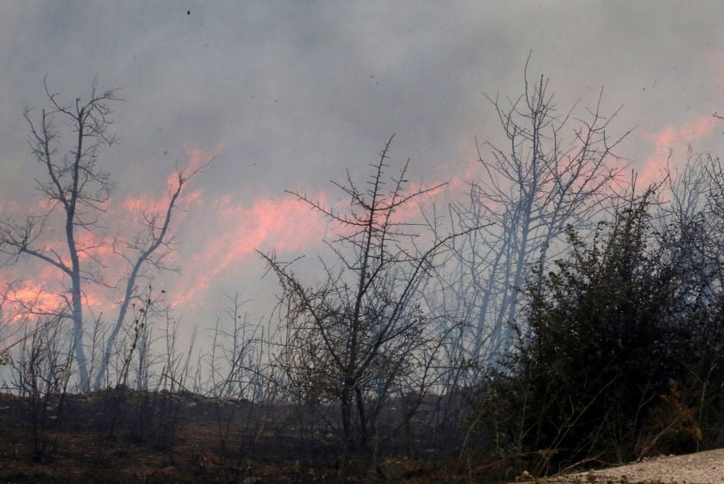 WWF: Πρώτη οικολογική αποτίμηση για τις φωτιές – Στοιχεία-σοκ για τις καμένες εκτάσεις