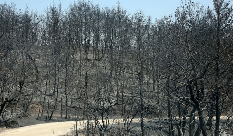 Φωτιά στον Έβρο: Κάηκε το 58% του δάσους της Δαδιάς – Δείτε τον χάρτη με τη σφοδρότητα της φωτιάς