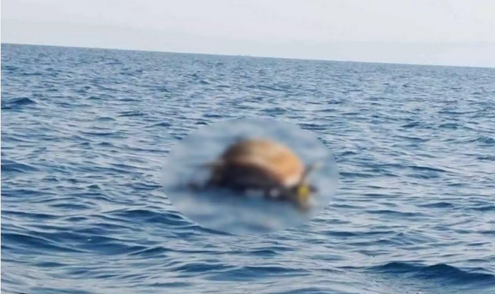 Νεκρή αγελάδα βρέθηκε να επιπλέει στον Θερμαϊκό (φώτο-βίντεο)