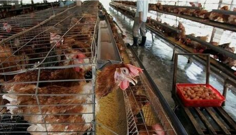 Τρομοκρατεί ο ιός της γρίπης των πτηνών H3N8: Θάνατοι ανθρώπων στην Κίνα - Πόσο αποτελεσματικά είναι τα τριδύναμα εμβόλια