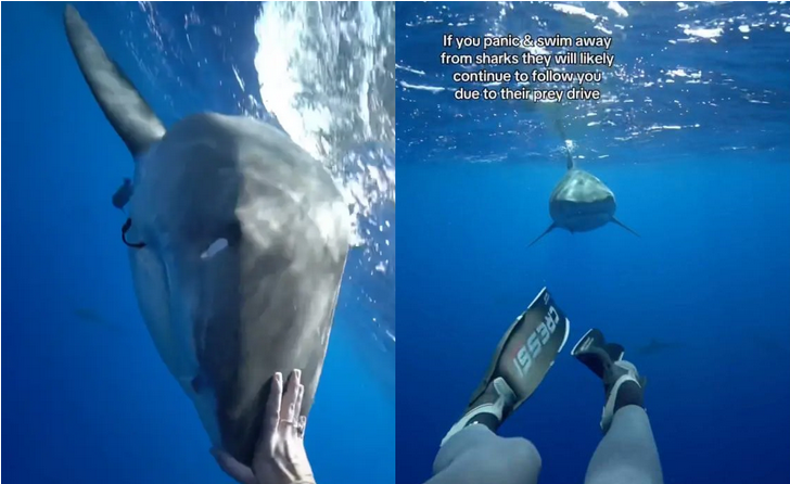 Πώς να γλιτώσετε από επίθεση καρχαρία: Ειδικός εξηγεί τον τρόπο με ένα τρομακτικό βίντεο – «Κοιτάξτε τον στα μάτια»